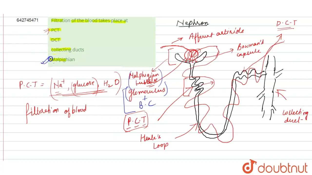 Filtration of the blood takes place at