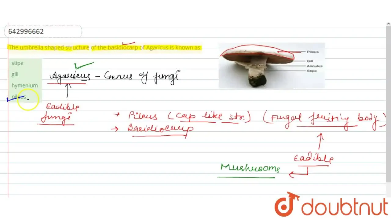 The Umbrella Shaped Structure Of The Basidiocarp Of Agaricus Is Known