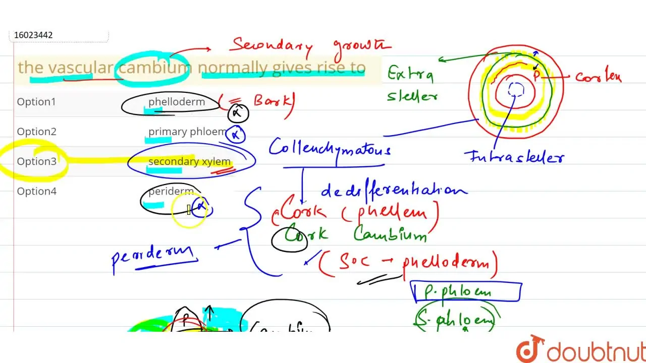 The vascular cambium normally gives rise to