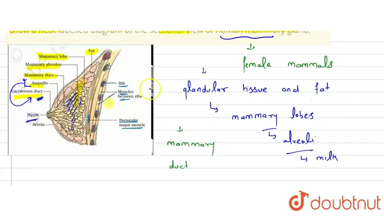 Draw A Neat Labelled Diagram Of The Sectional View Of Human Mammary Gl