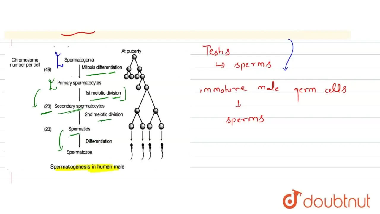 Spermatogenesis Diagram With Chromosome Number