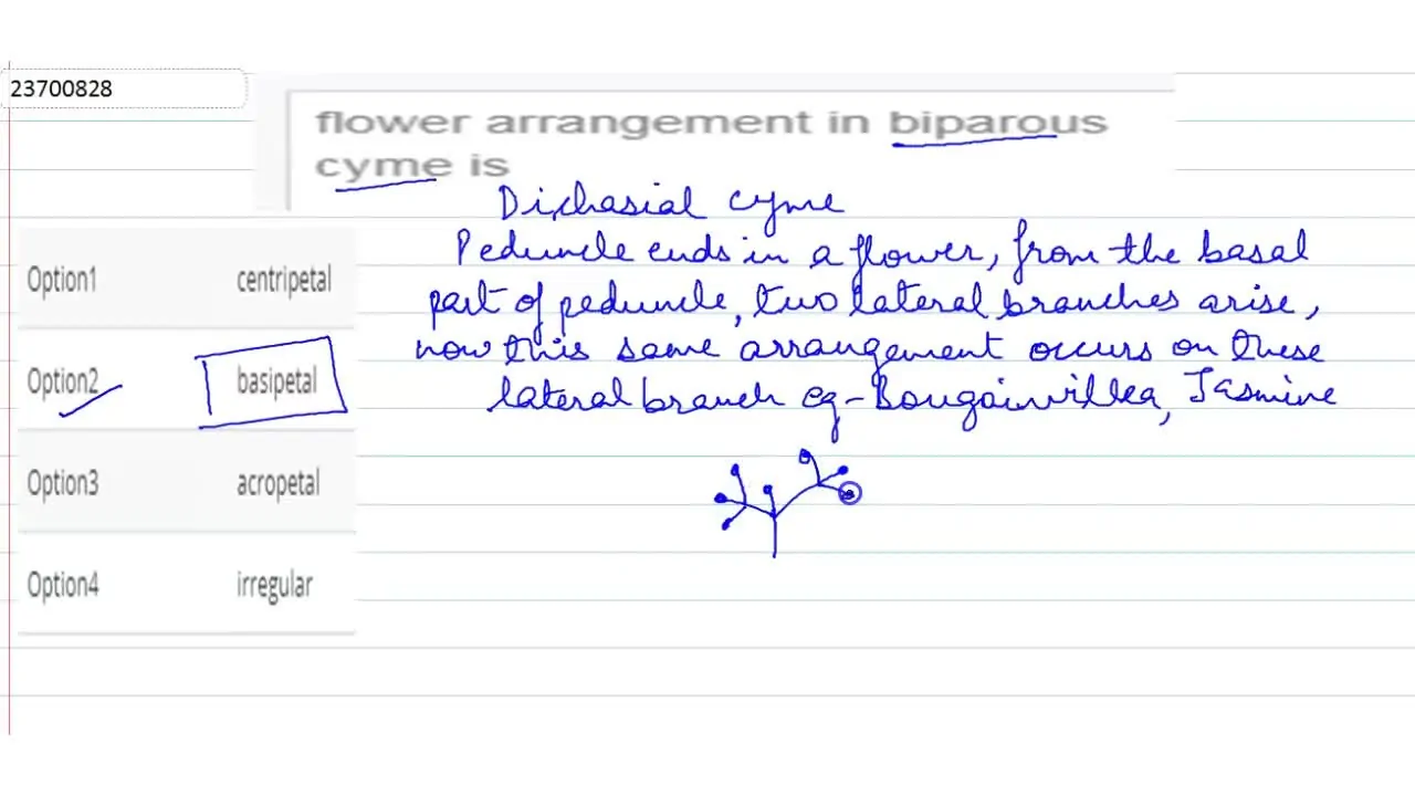 flower arrangement in biparous cyme is