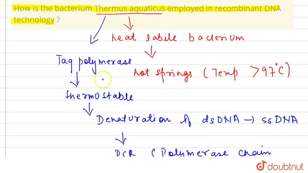 How is the bacterium Thermus aquaticus employed in DNA tec