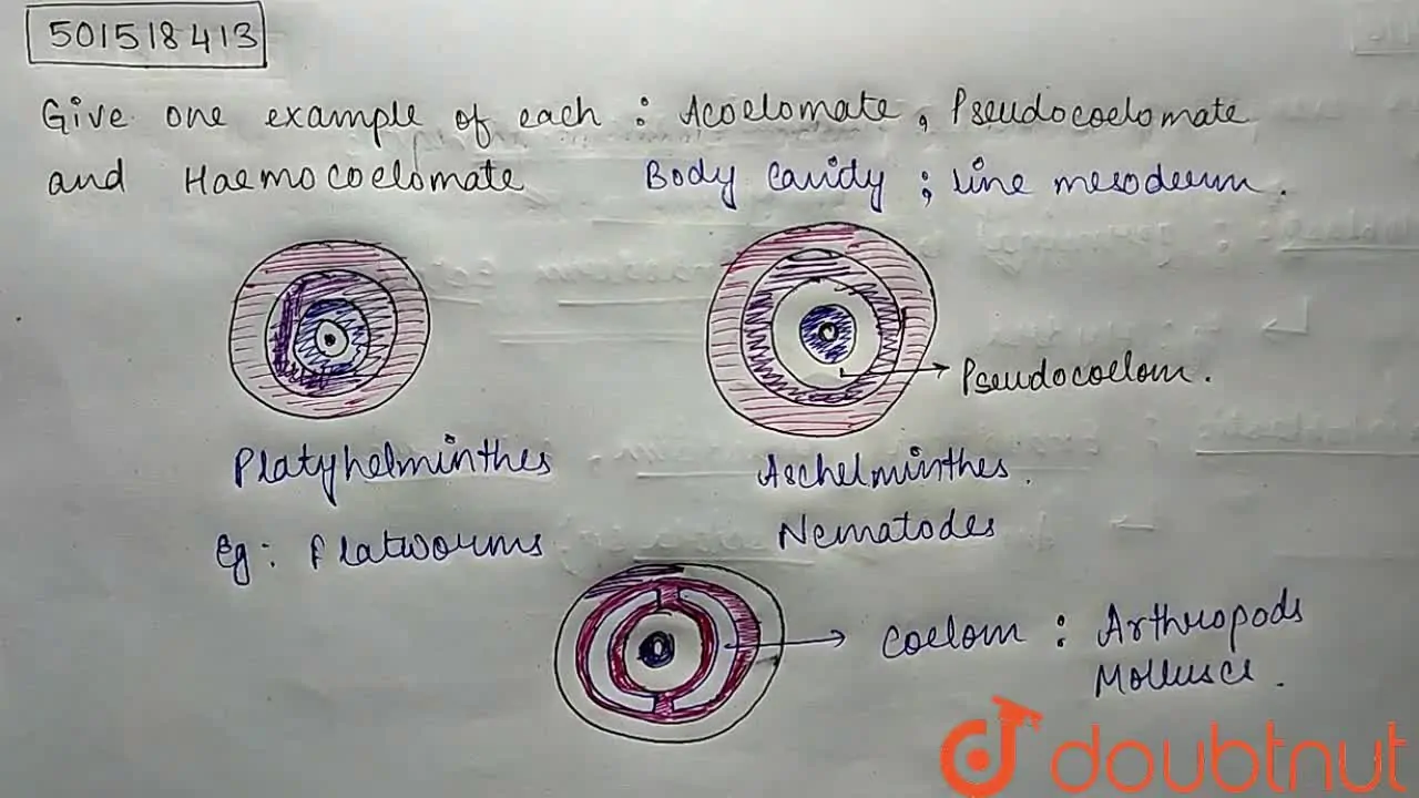 Give one example of each : Acoelomates, Pseudocoelomate and Haemocoelo