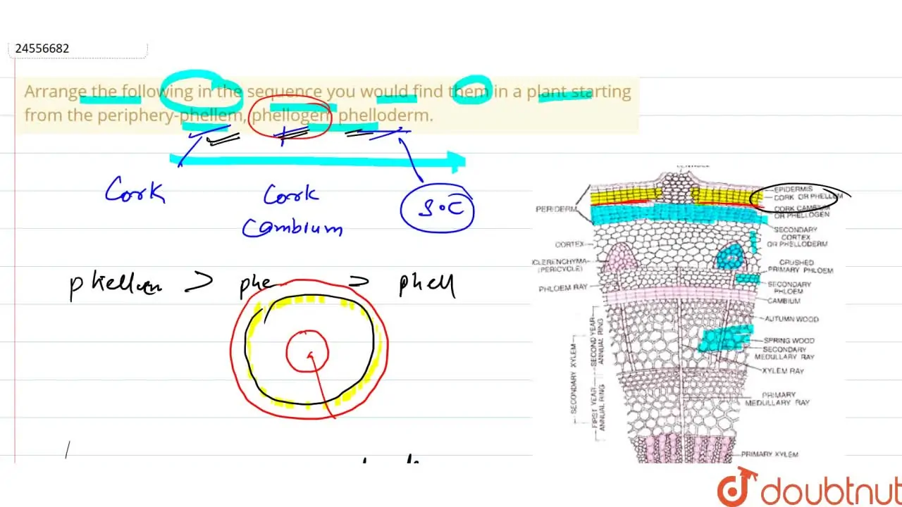 Arrange the following in the sequence you would find them in a plant s