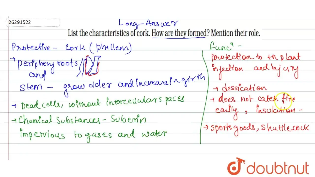 List the characteristics of cork. How are they formed? Mention their r