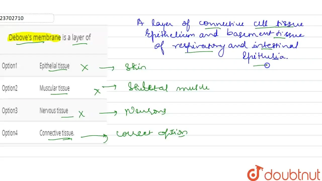 Debove's membrane is a layer of