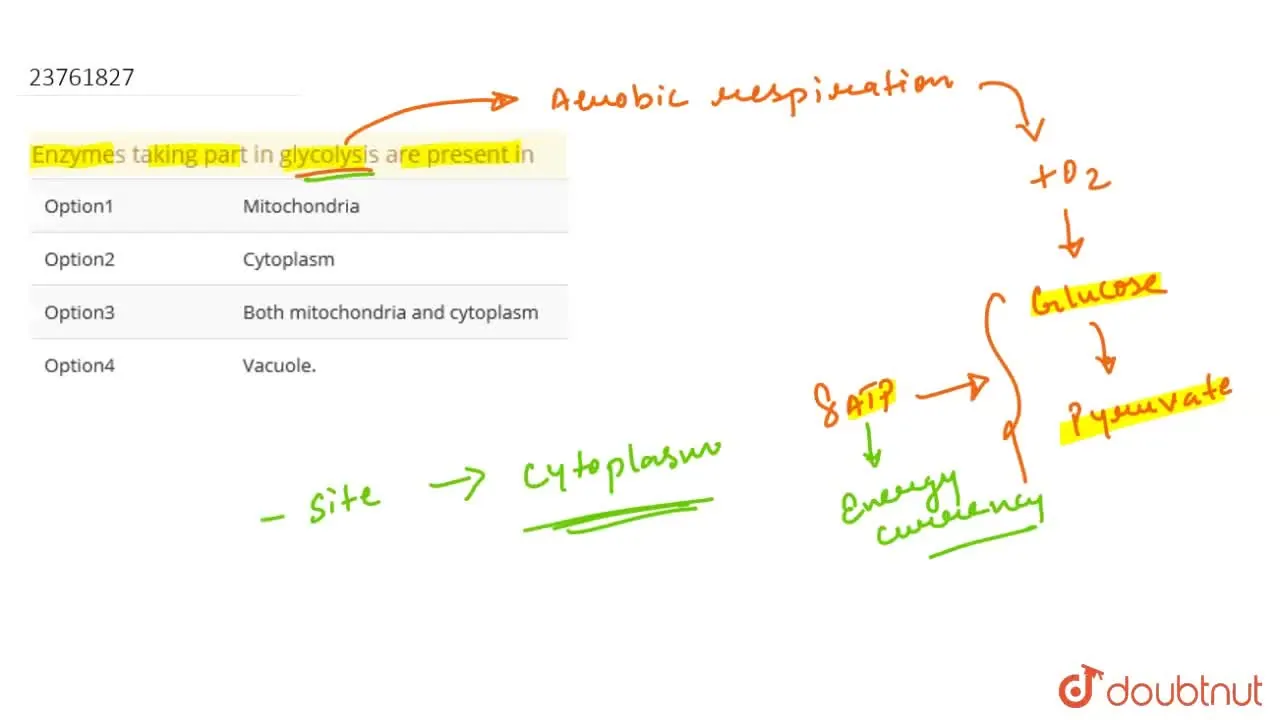 Enzymes taking part in glycolysis are present in