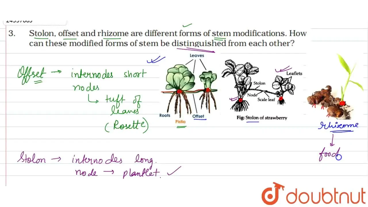 Stolon, offset and rhizome are different forms of stem modifications.H
