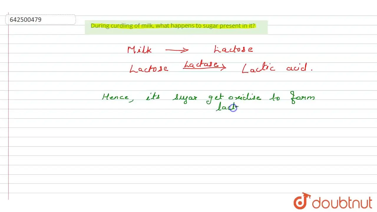During curdling of milk, what happens to sugar present in it?