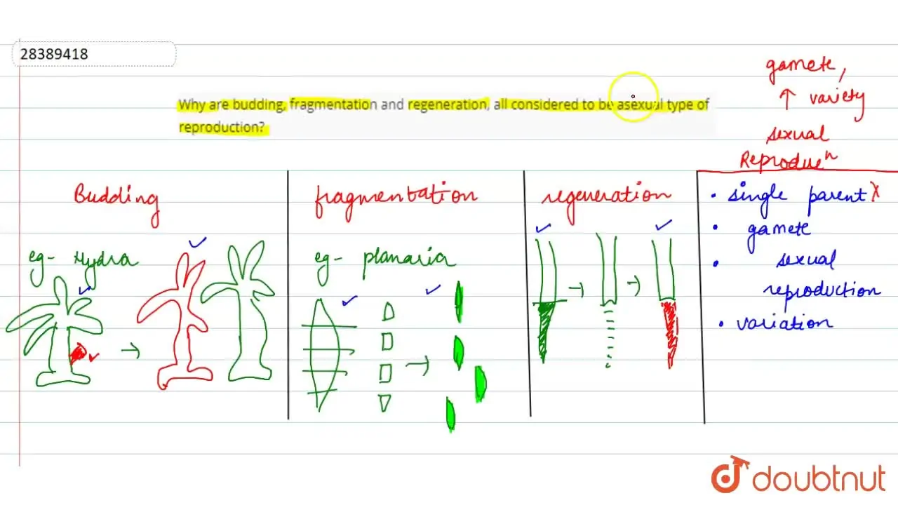 Why Are Budding Fragmentation And Regeneration All Considered To Be