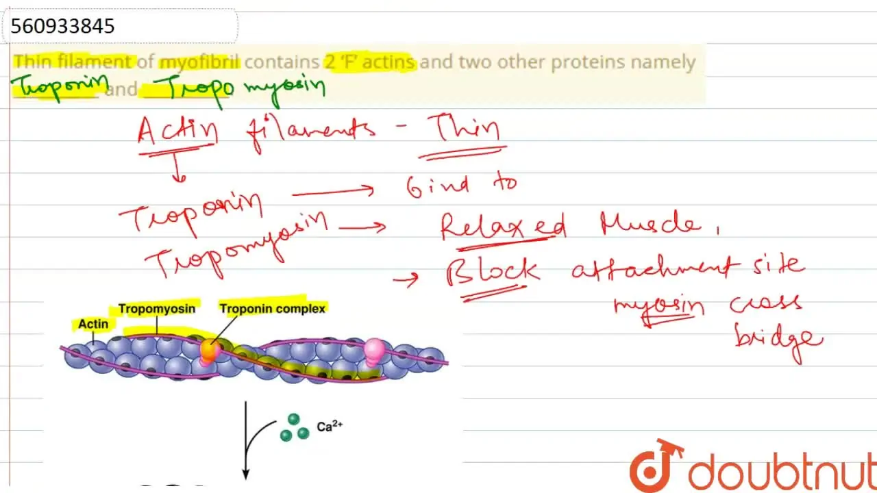 [Gujrati Solution] Thin filament of myofibril contains 2 ‘F’ actins an