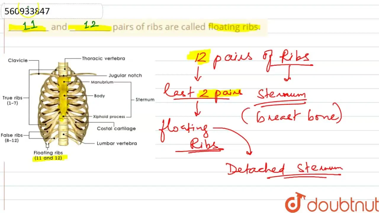 [Gujrati Solution] and pairs of ribs are called floating ribs.