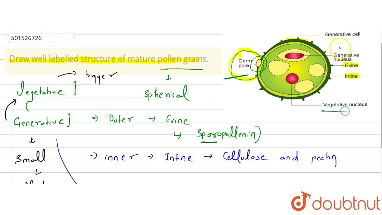 Draw well labelled structure of mature pollen grains.