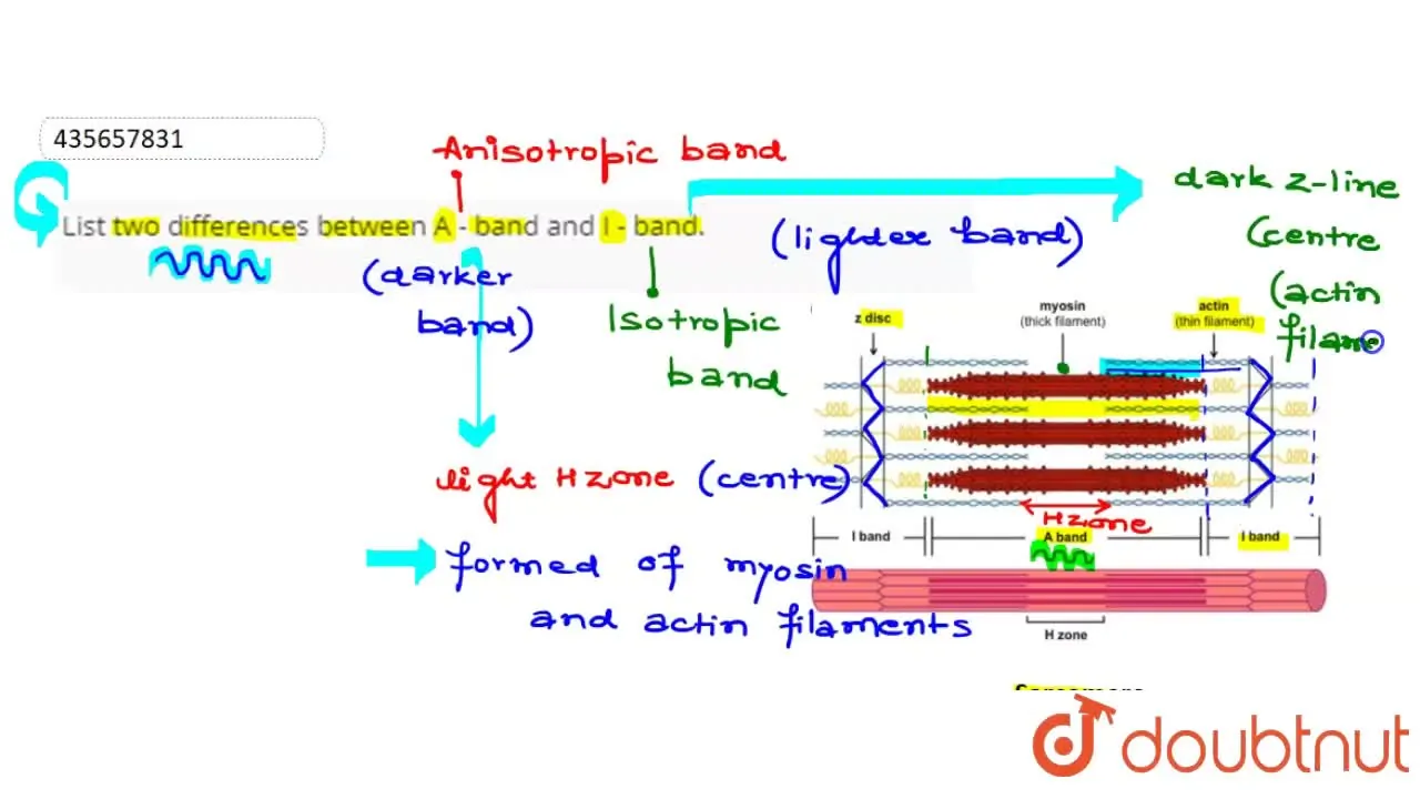 List two differences between A band and I band.