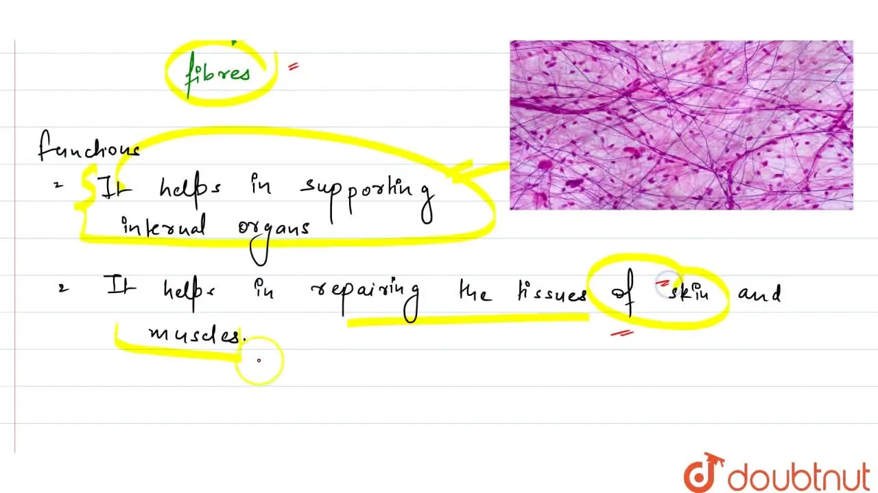 What are the functions of areolar tissue?