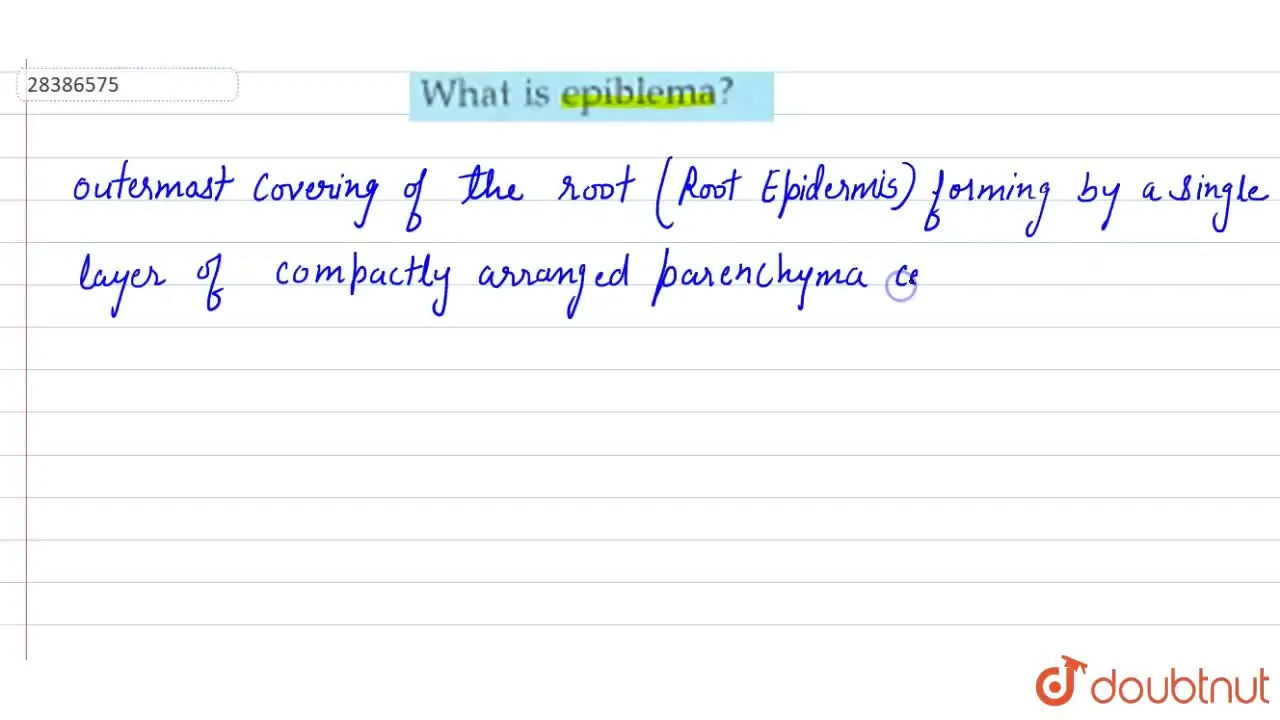 What is epiblema