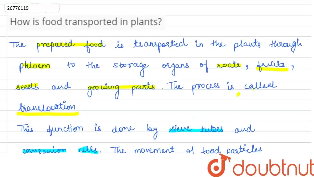 How is food transported in plants?