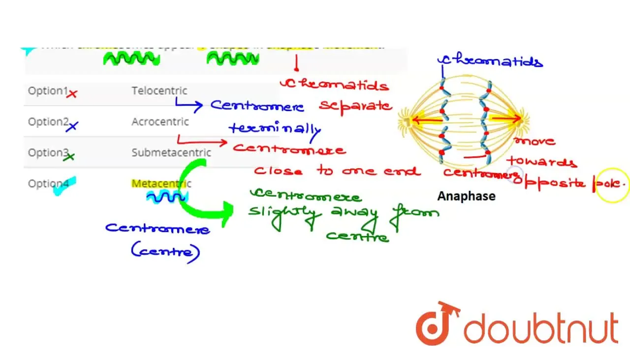 Which chromosomes appear V-shaped in anaphase movement?