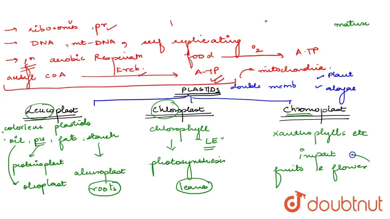Write short notes on {((a),"Mitochondria,",(b),"Plastids.")}