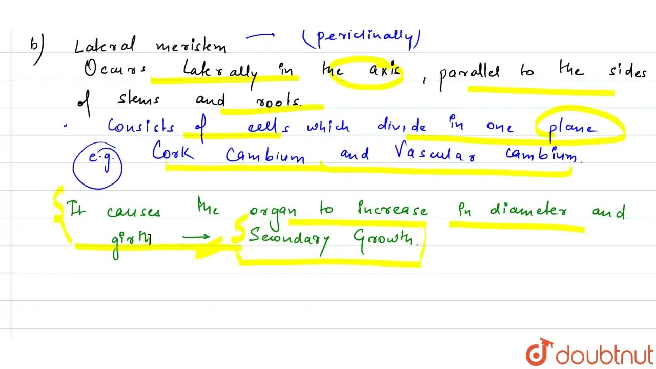 Write One Main Function Of (a) Apical Meristem (b) Lateral Meristem.