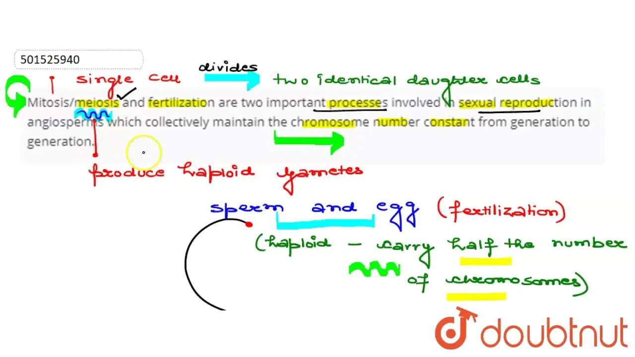 Mitosis, Meiosis, and Fertilization