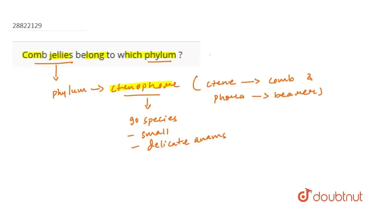 Comb jellies belong to which phylum