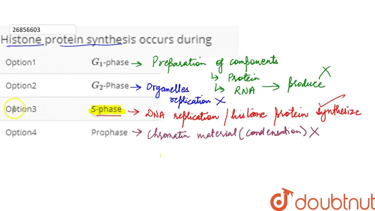 Histone protein synthesis occurs during