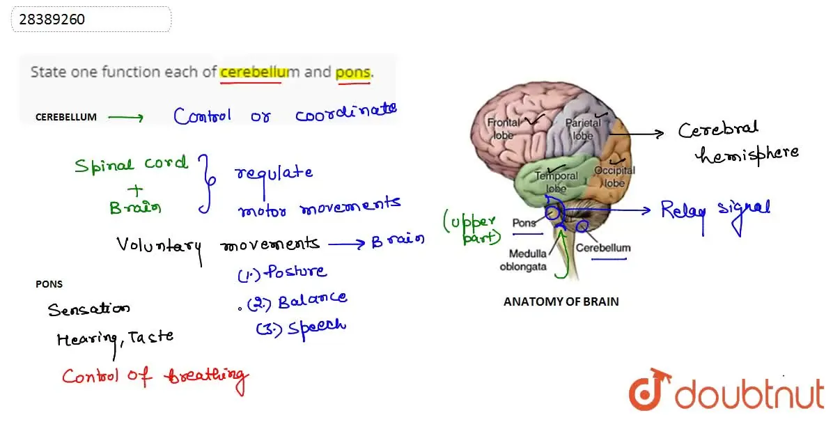 State one function each of cerebellum and pons.