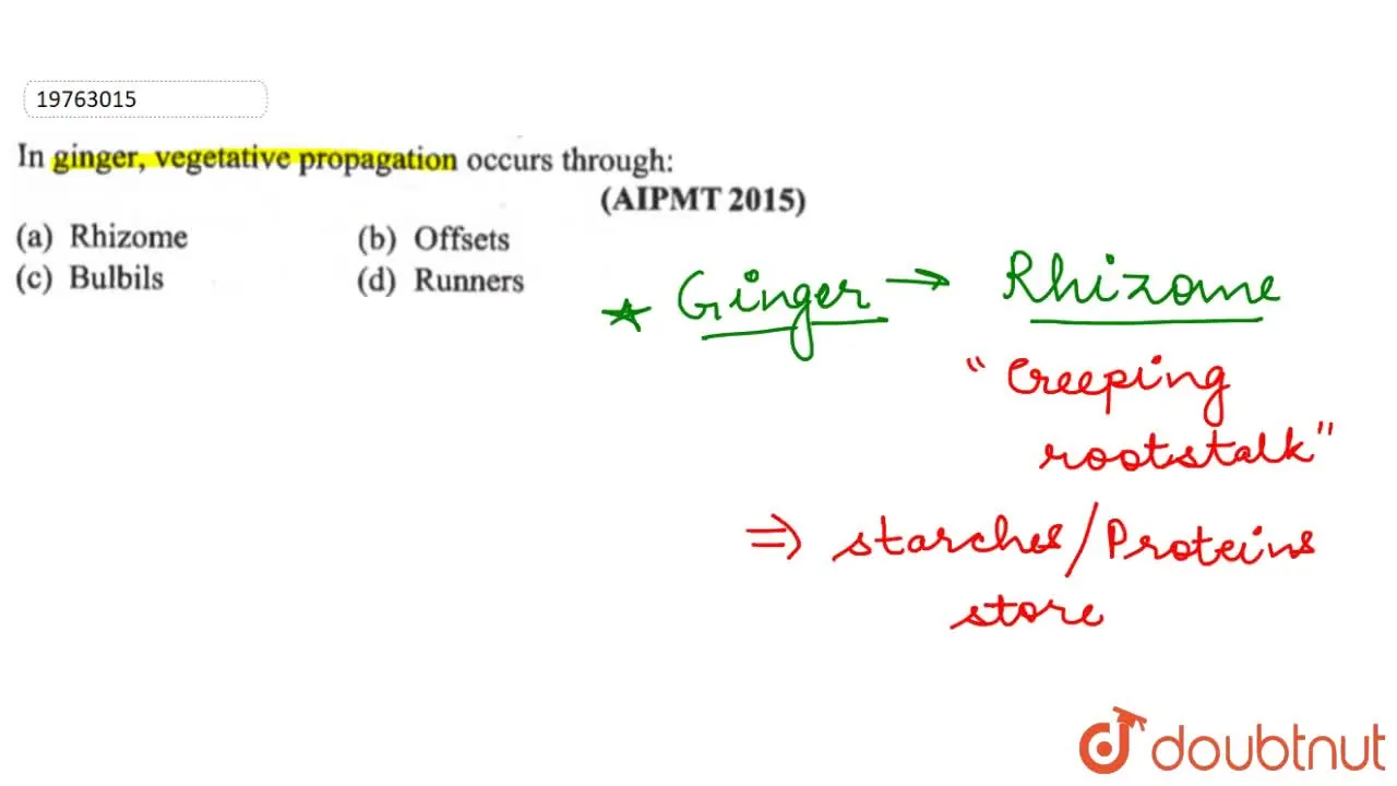 In ginger , vegetative propagation occurs throught