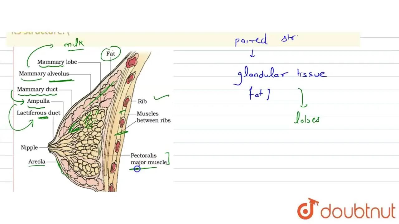 Draw A Well Labelled Diagrammatic Sectional View Of Mammary Gland Des