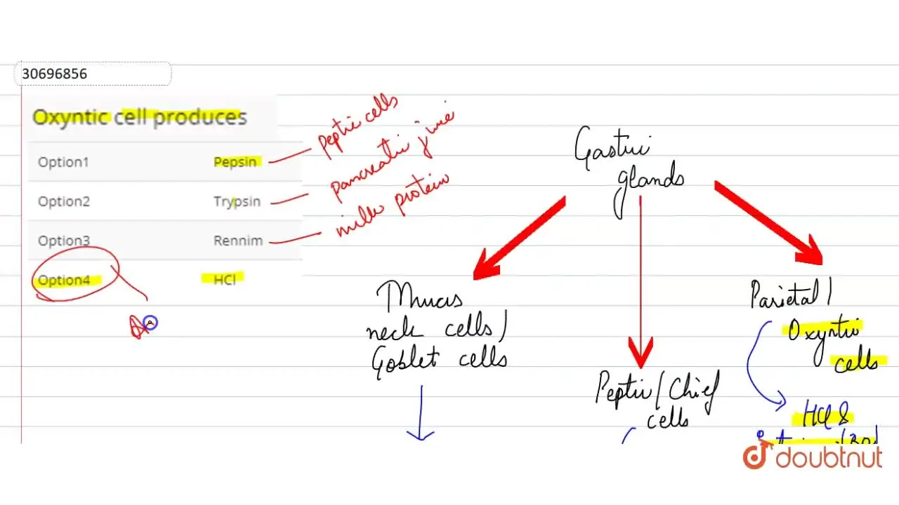 Oxyntic cell produces