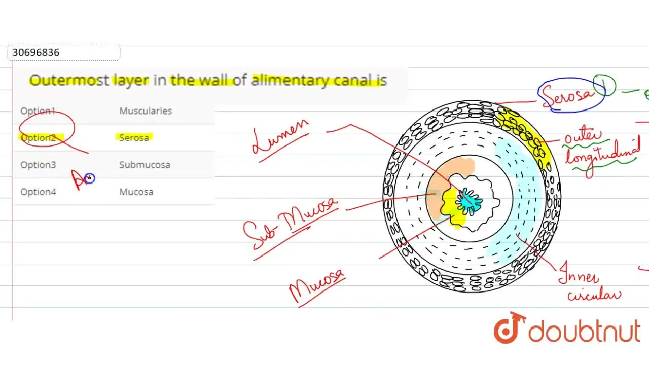 Outermost layer in the wall of alimentary canal is