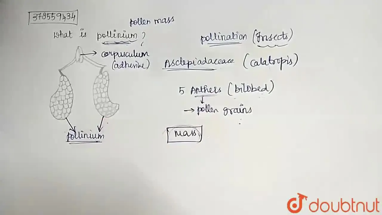 [Tamil Solution] What is pollinium?
