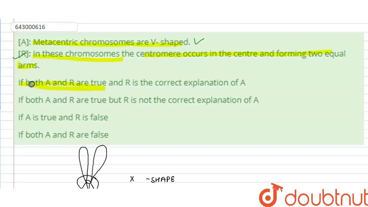 The X chromosome is not, in fact, X-shaped 