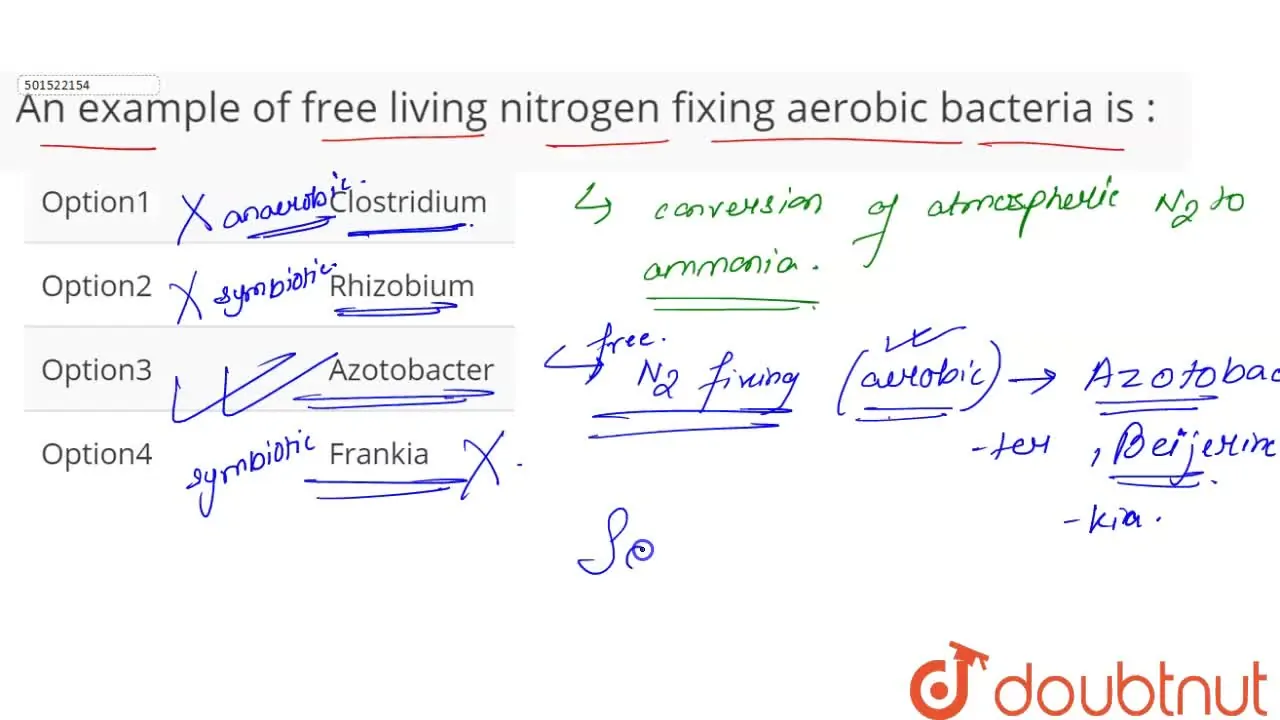 an-example-of-free-living-nitrogen-fixing-aerobic-bacteria-is