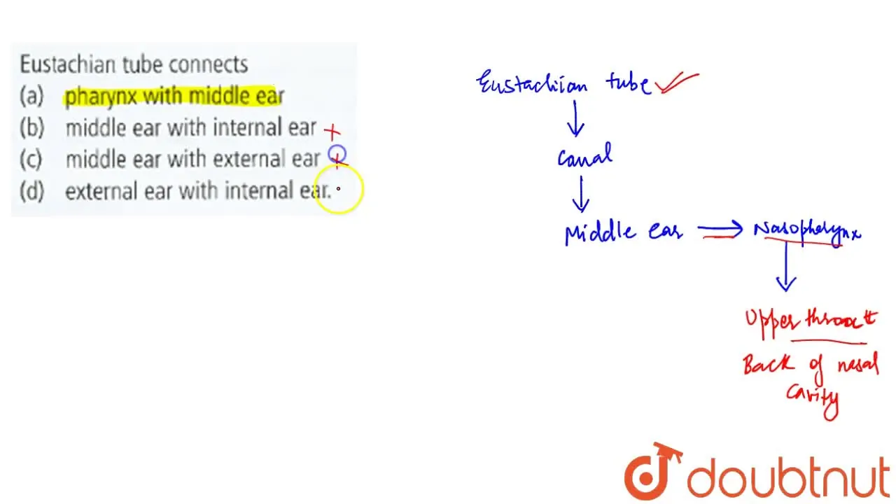 Eustachian tube connects