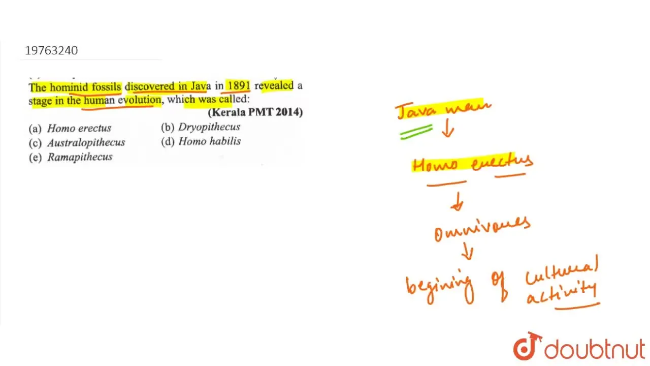 The hominid fossils discovered in Java in 1891 revealed a stage in the