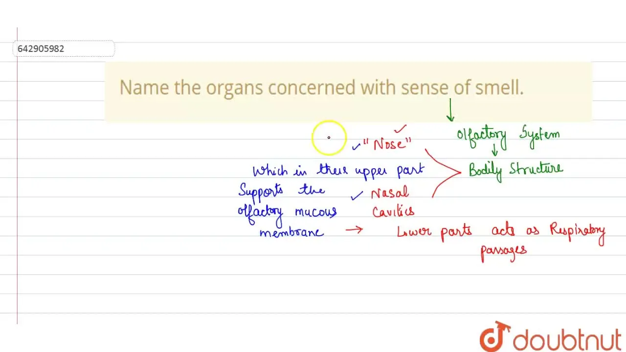 [Punjabi Solution] Name the organs concerned with sense of smell.