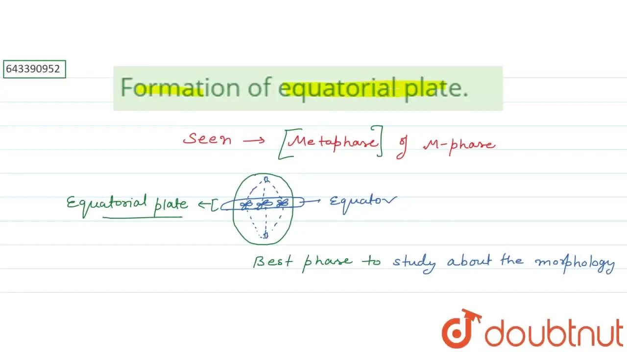 Formation of equatorial plate.