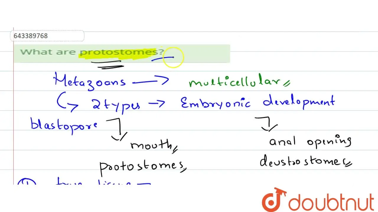 What are protostomes?