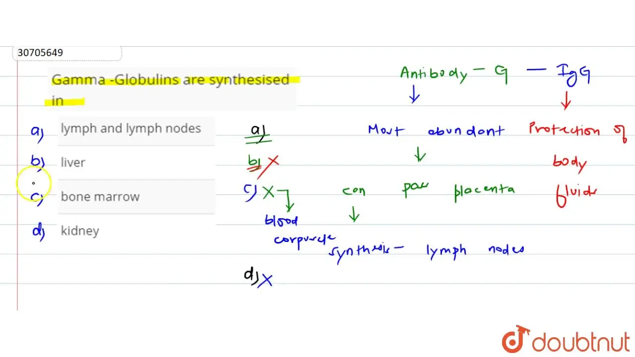 Gamma Globulins are synthesised in