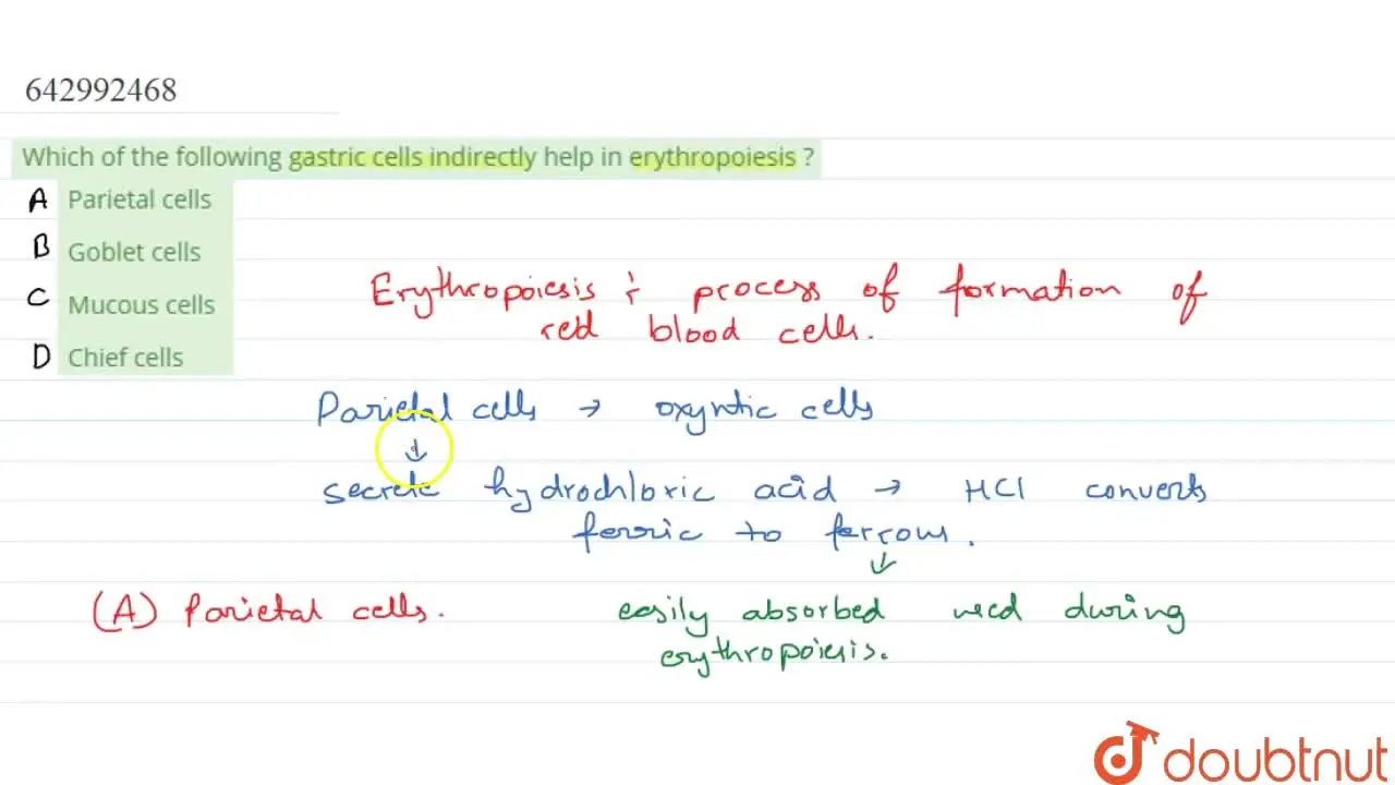 Which of the following gastric cells indirectly help in erythropoiesis