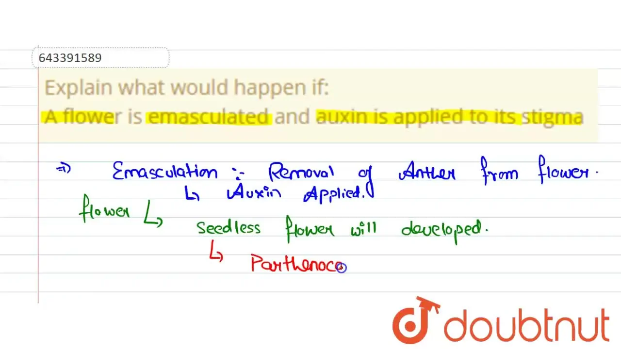 Explain what would happen if A flower is emasculated and auxin is