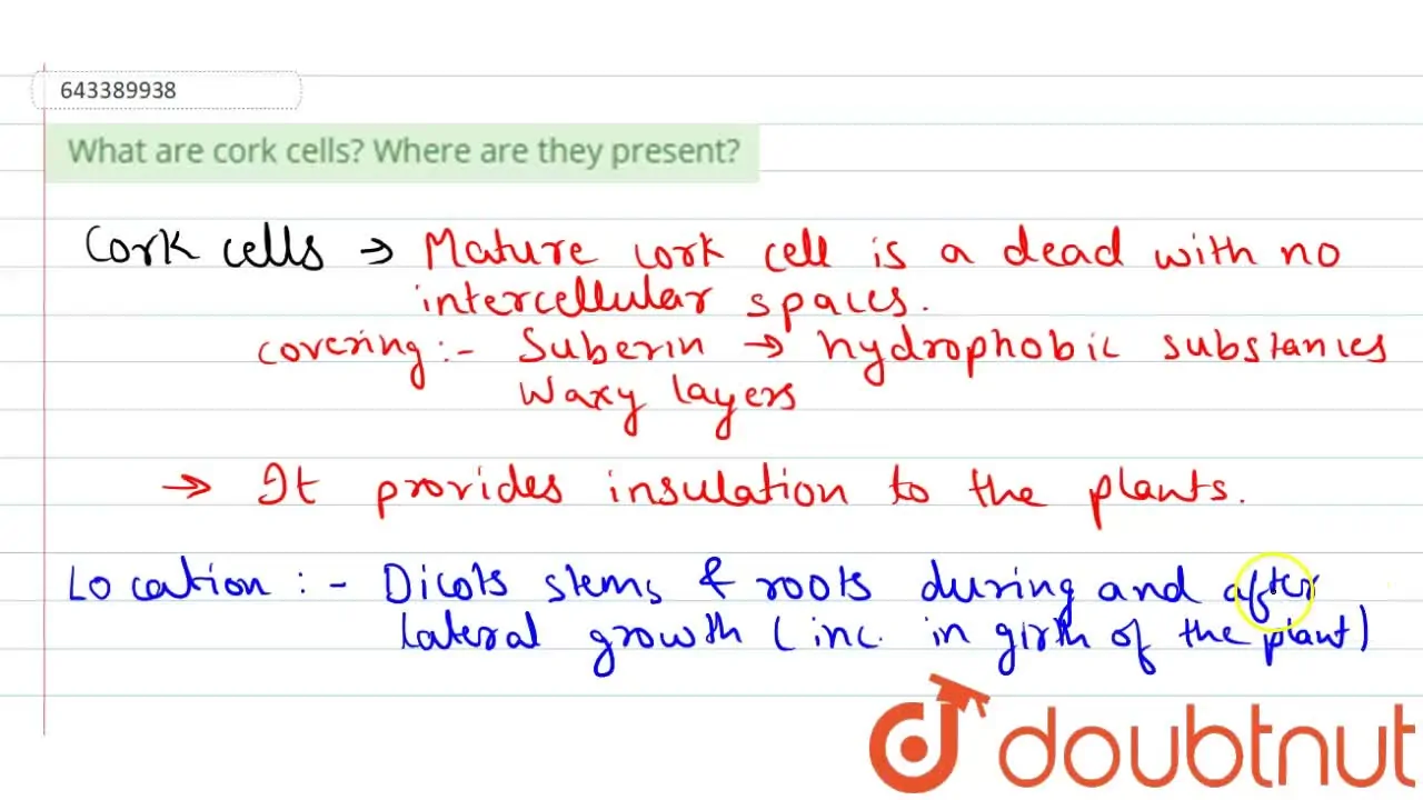 What are cork cells? Where are they present?
