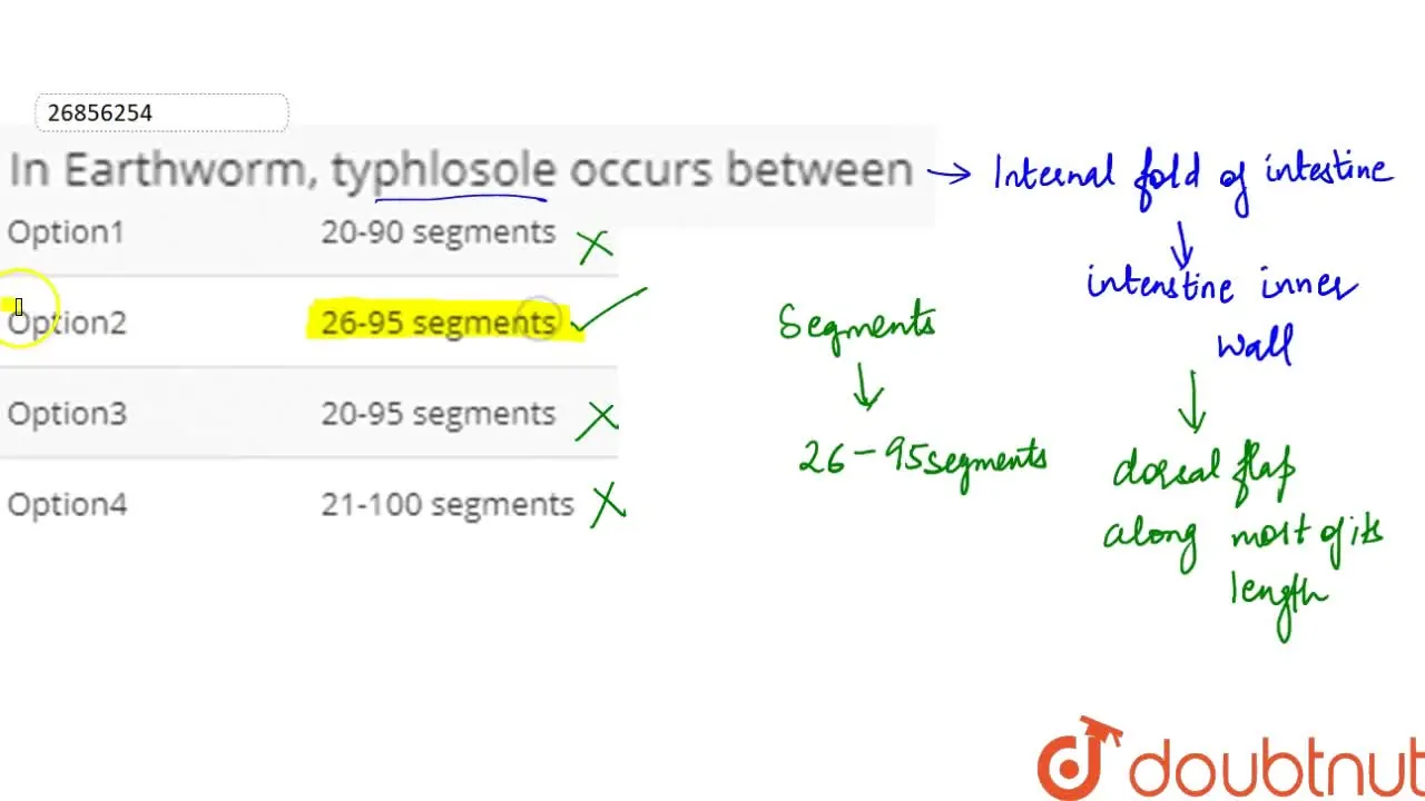 In Earthworm, typhlosole occurs between