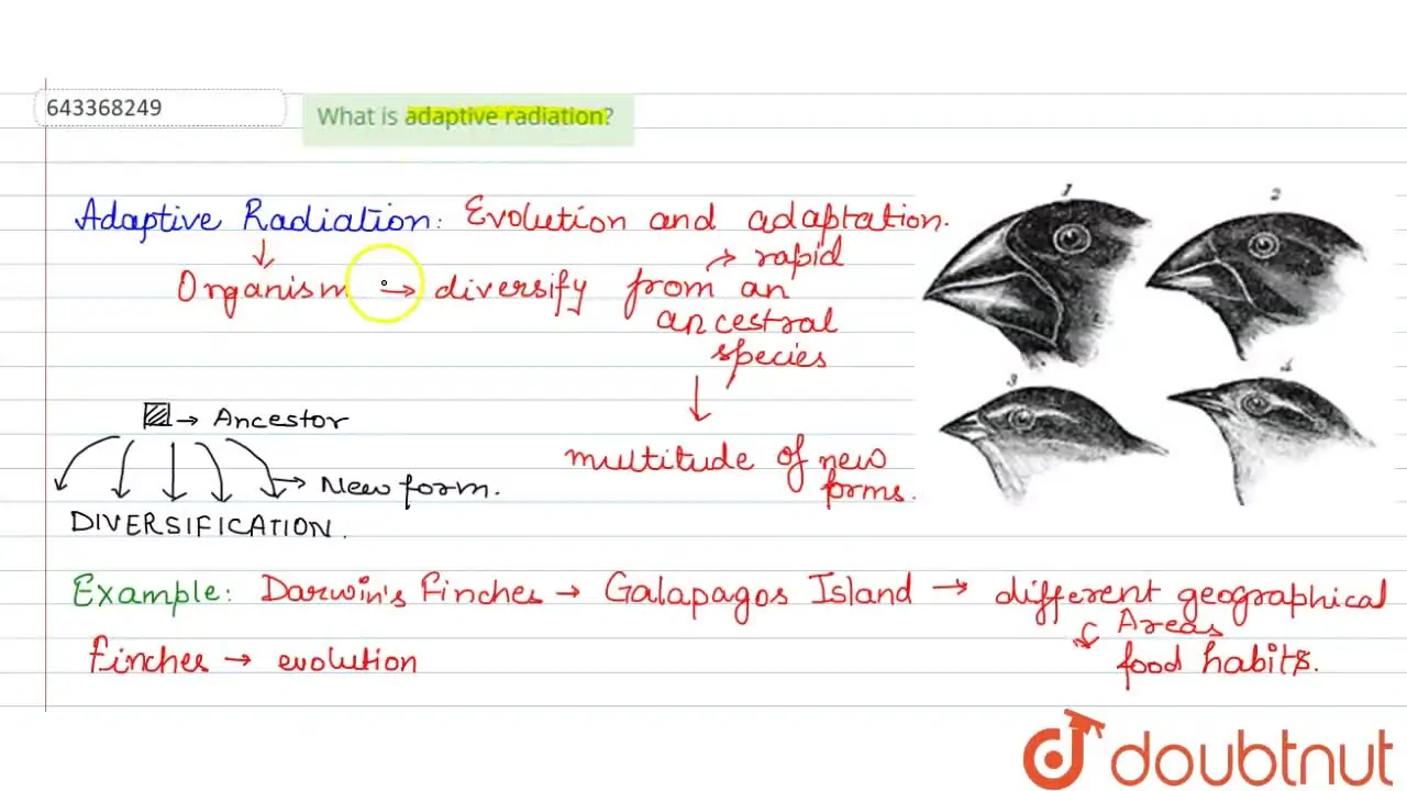 What is adaptive radiation?