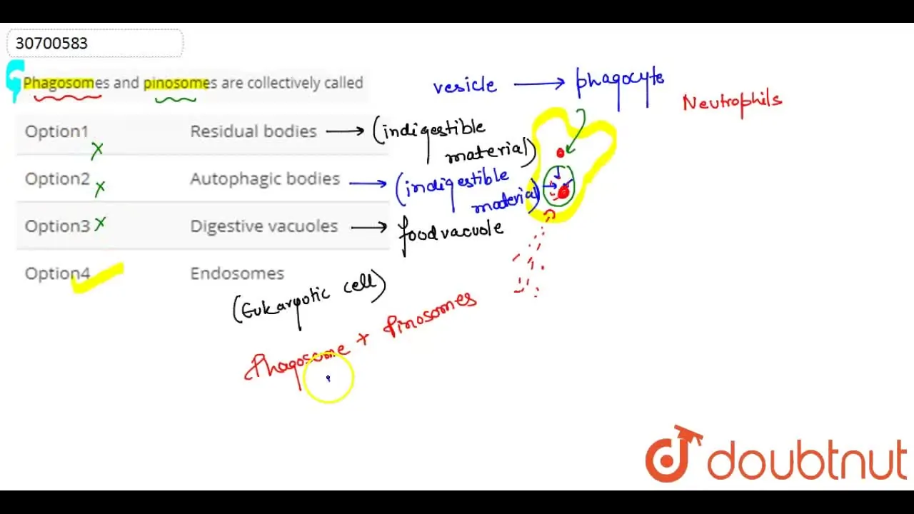 Phagosomes and pinosomes are collectively called