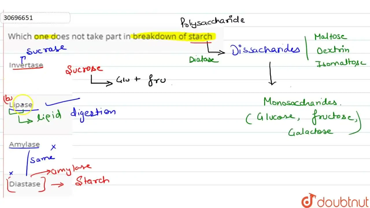 Which one does not take part in brekdown of strach