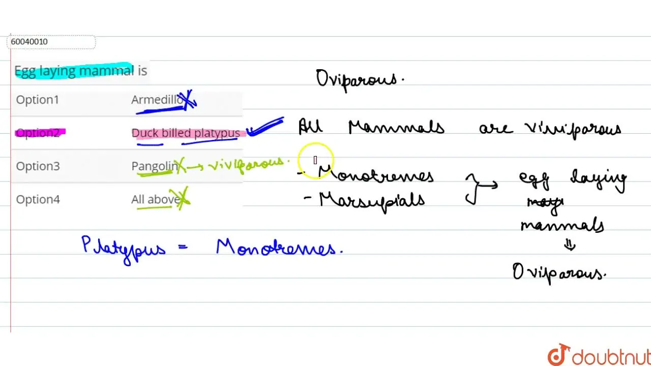 Egg laying mammal is